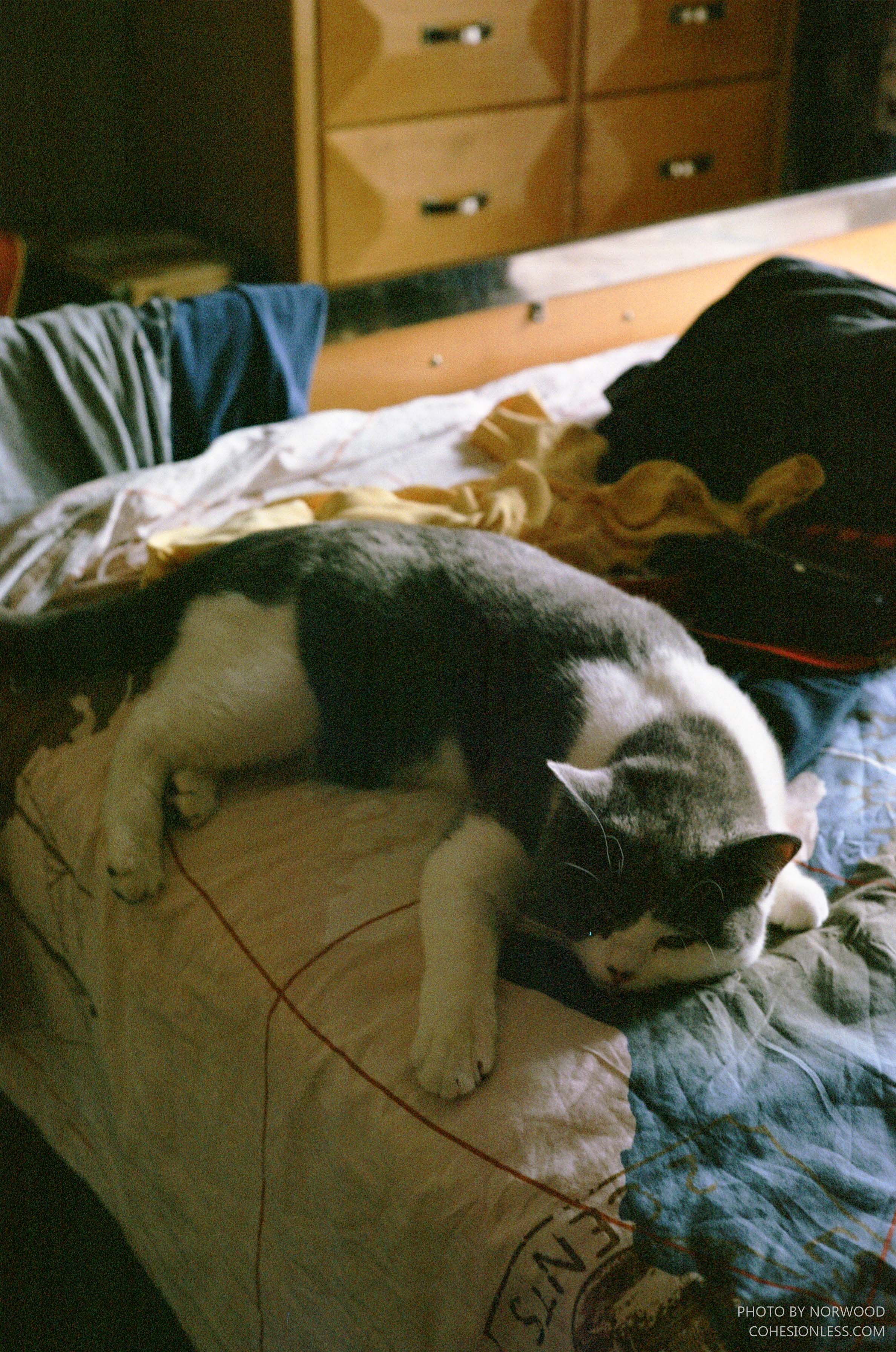 霸占了我的床 霸占了我的床