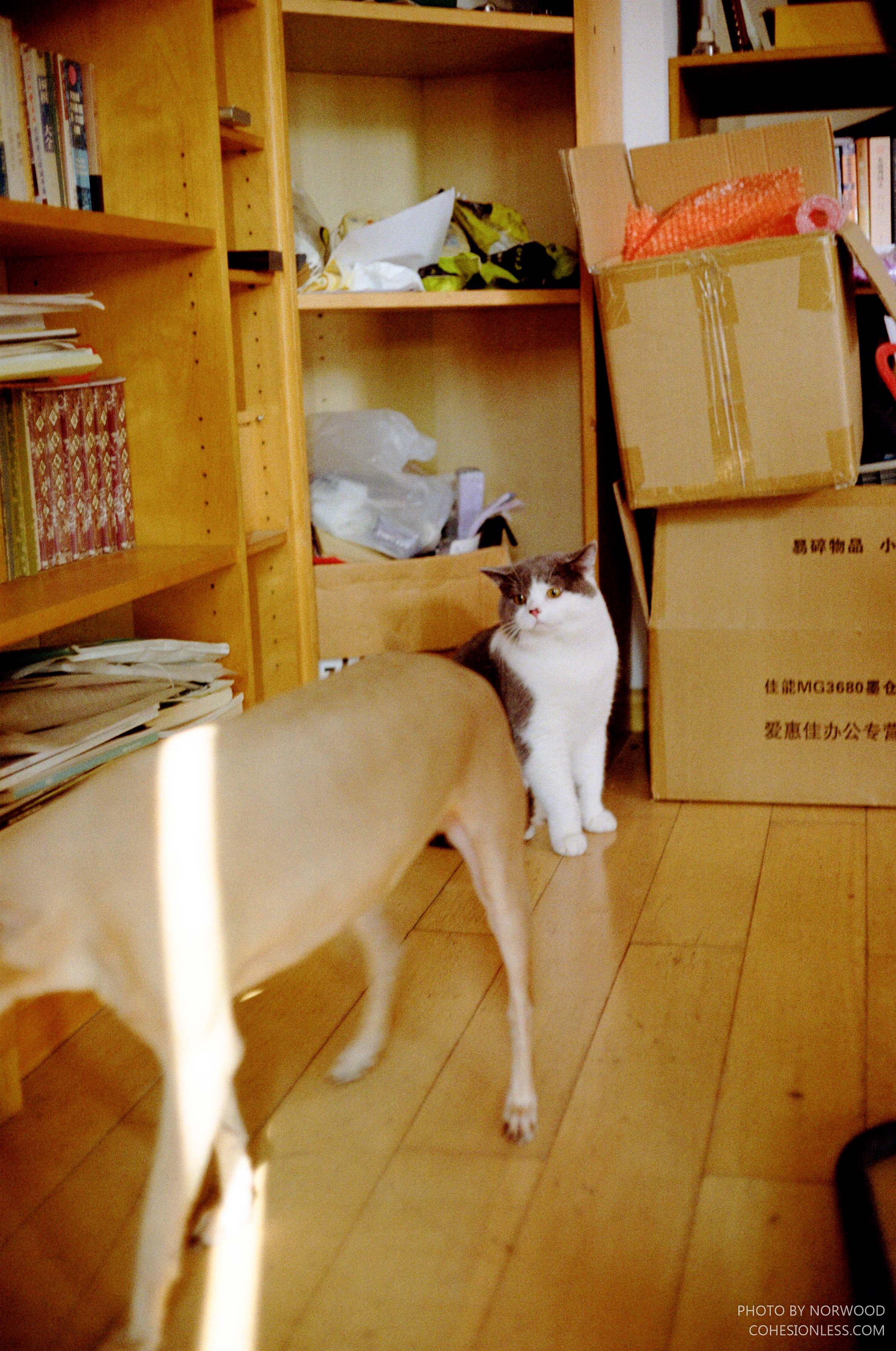 友善的眼神 友善的眼神