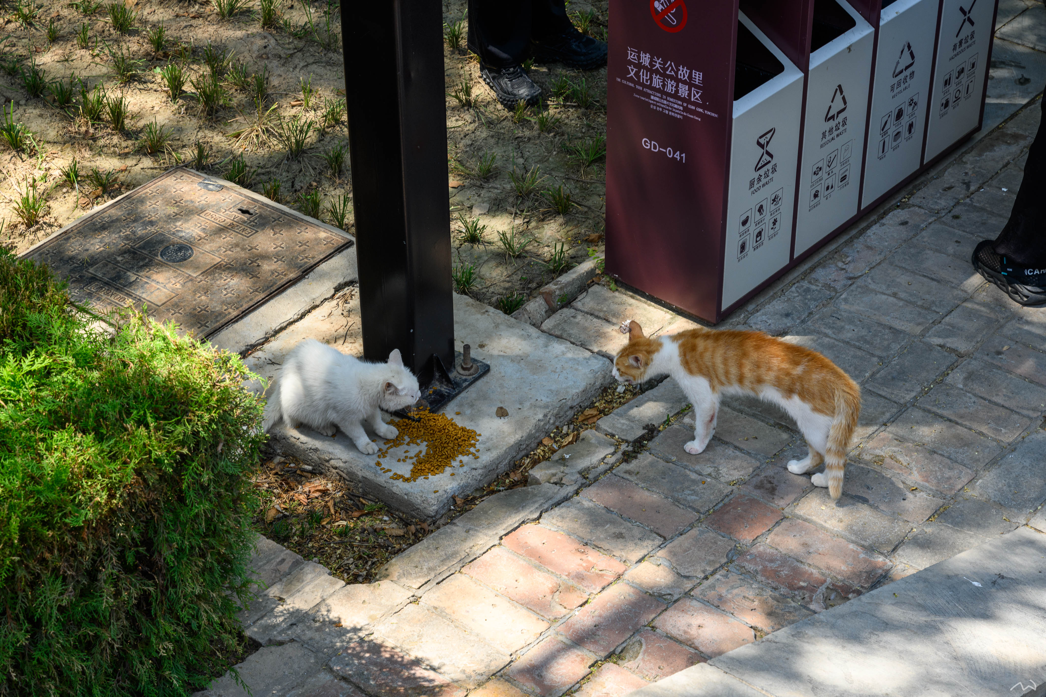 正在吵架的猫猫
