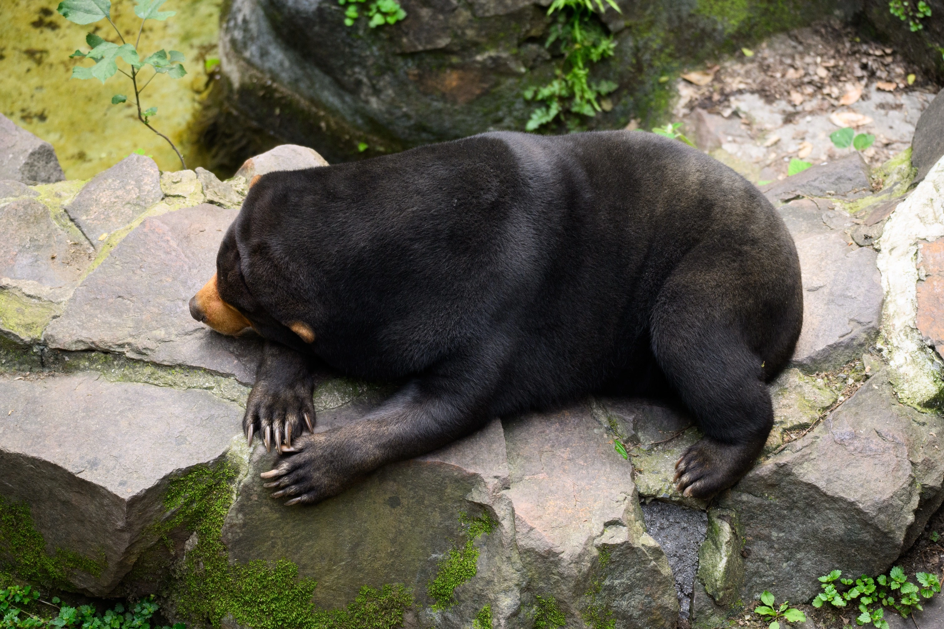狗熊 狗熊
