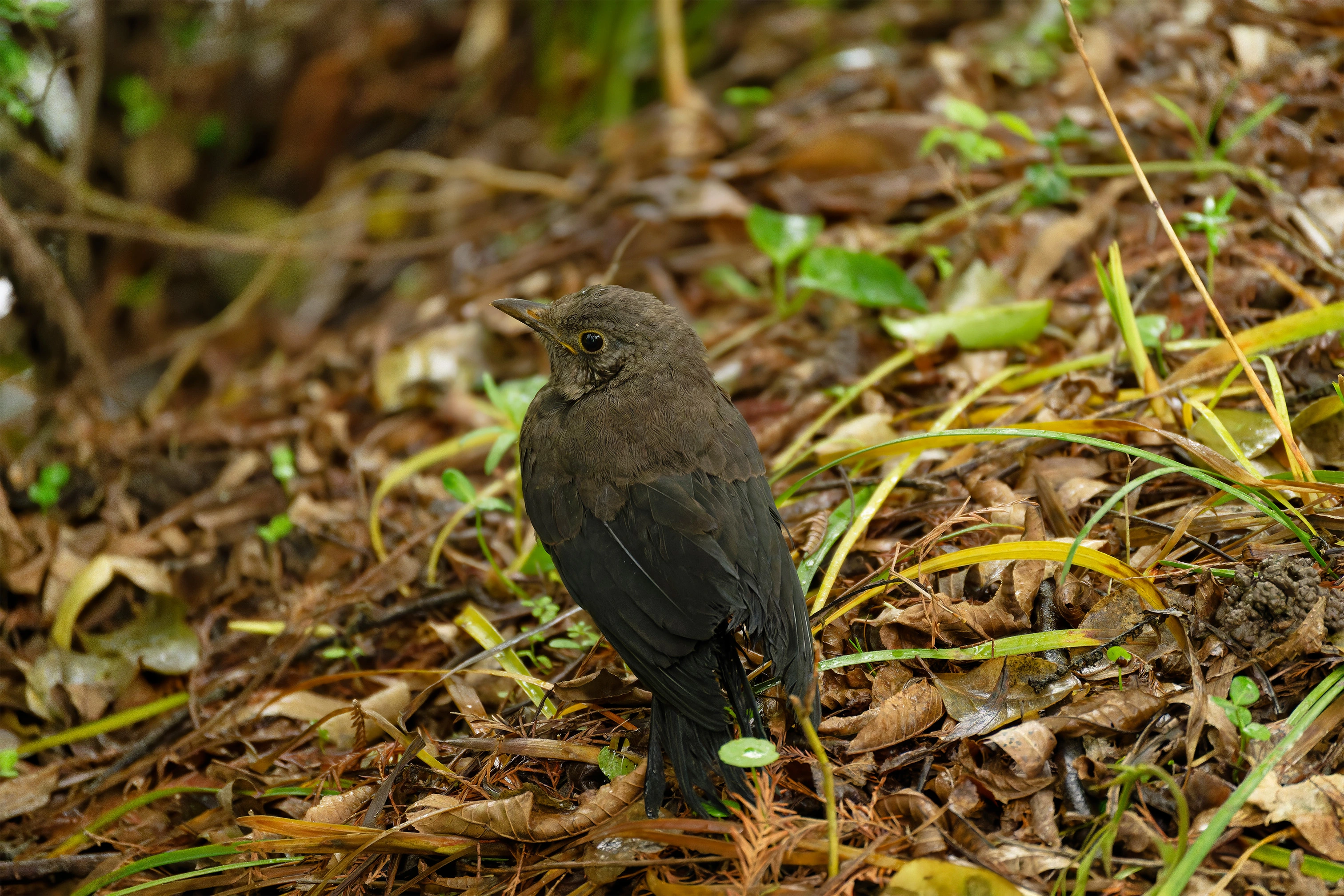 乌鸫幼崽 乌鸫幼崽